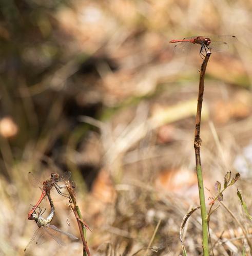 Sympetrum vulgatum